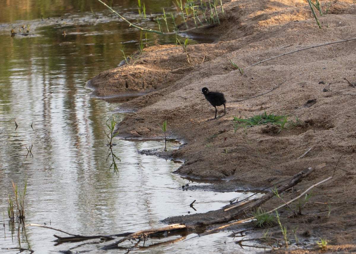 svartrikse - ML647778319