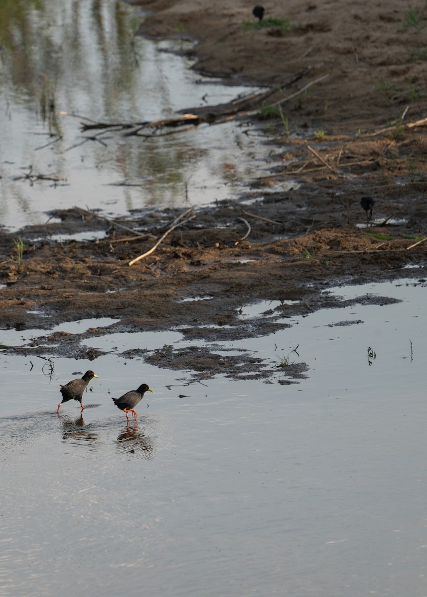 svartrikse - ML647778320