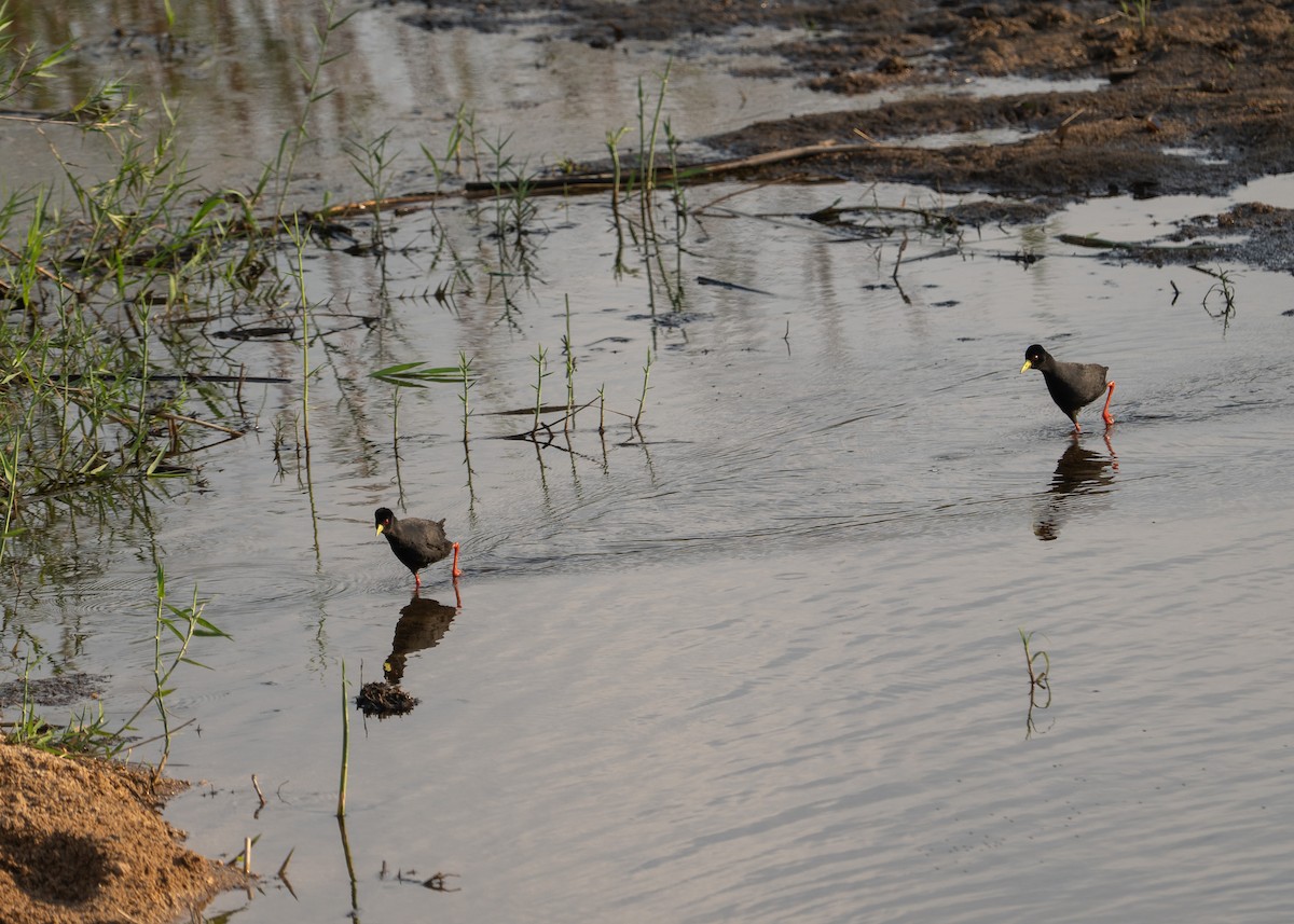 svartrikse - ML647778321