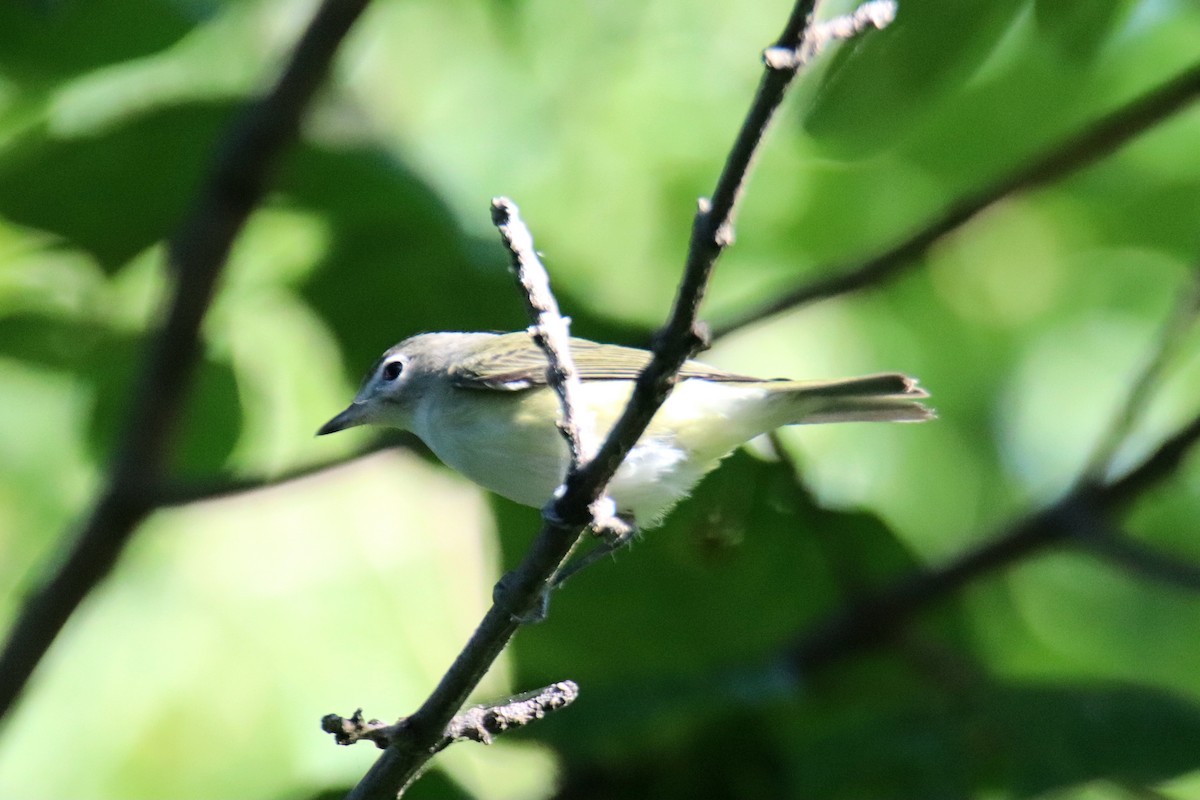 Красноглазый виреон - ML647778323