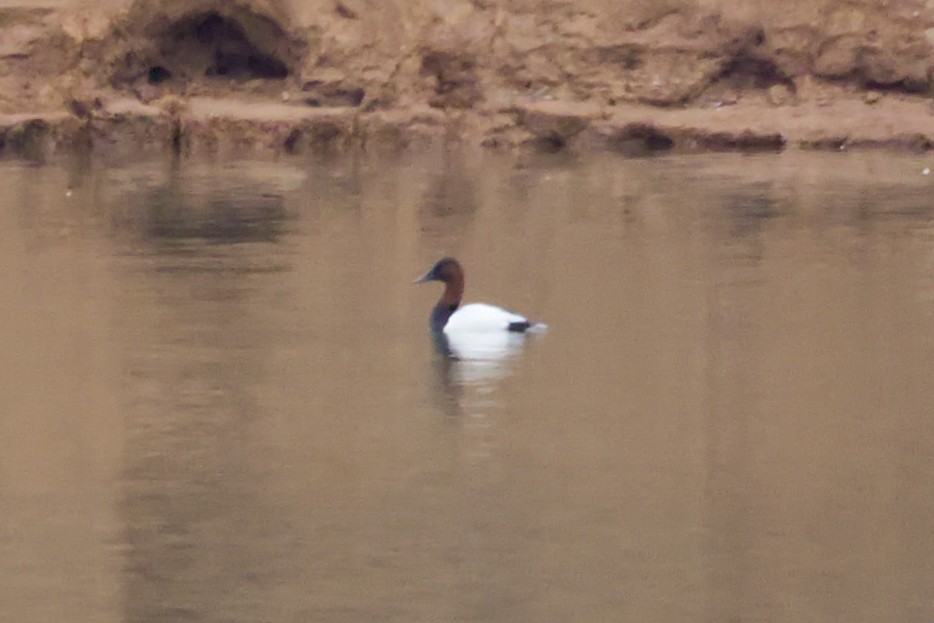 Murgilari bizkarzuria - ML647778331