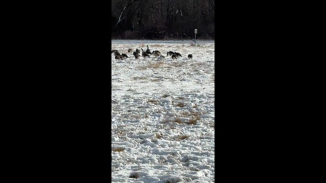 Snow Goose - ML647778354