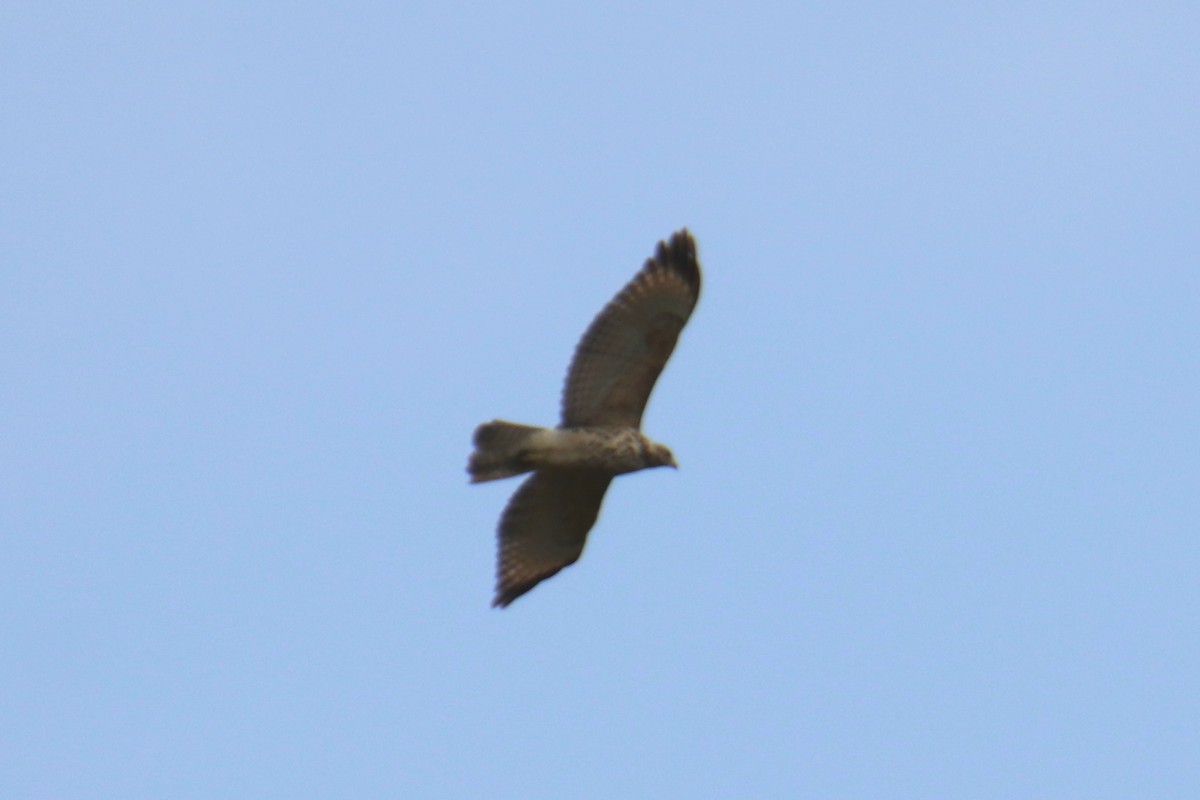 Broad-winged Hawk - ML647778355