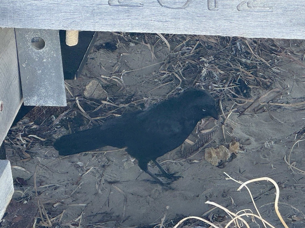 Little Raven - ML647778358