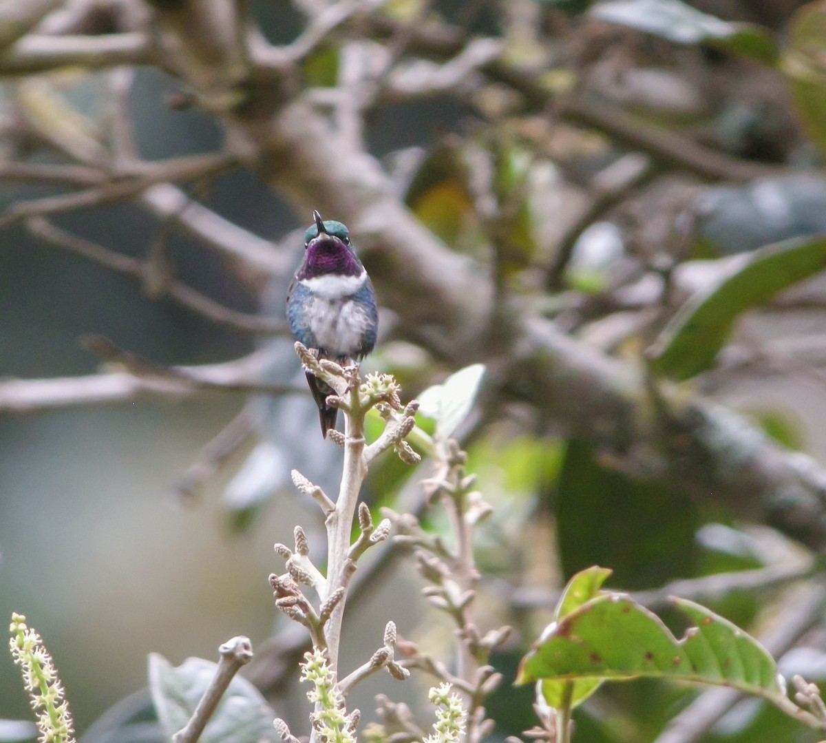 Ak Göbekli Ormanyıldızı - ML647778377