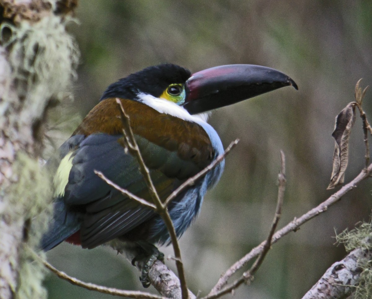 Black-billed Mountain-Toucan - ML647778381
