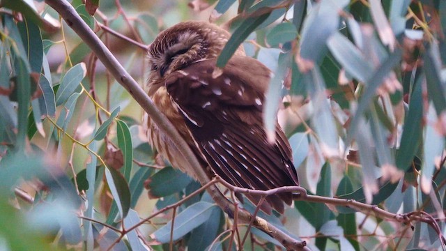 Northern Saw-whet Owl - ML647778385