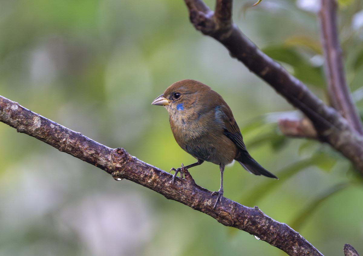 Indigo Bunting - ML647778389