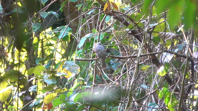 Screaming Piha - ML647778393
