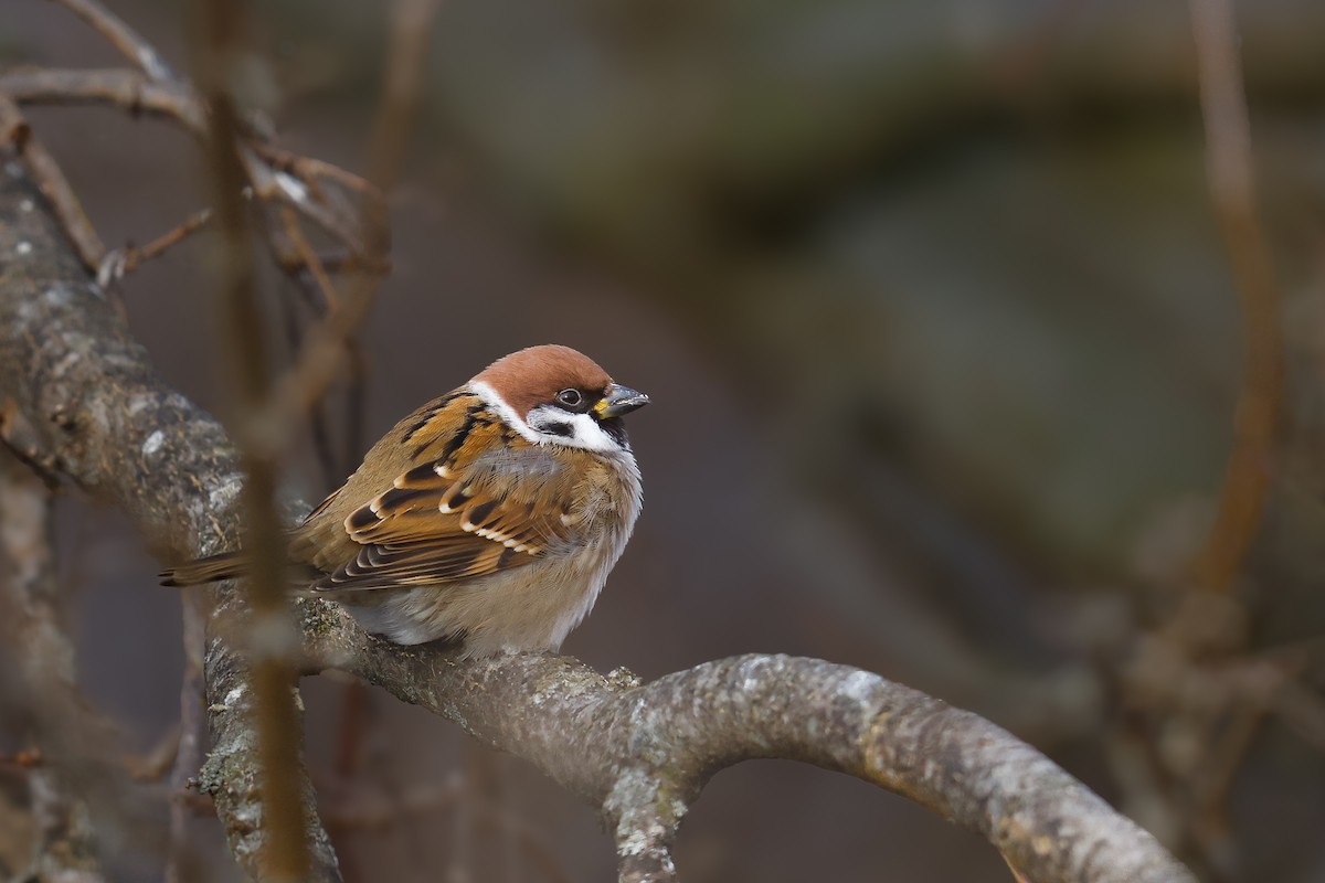 Gorrión Molinero - ML647778400
