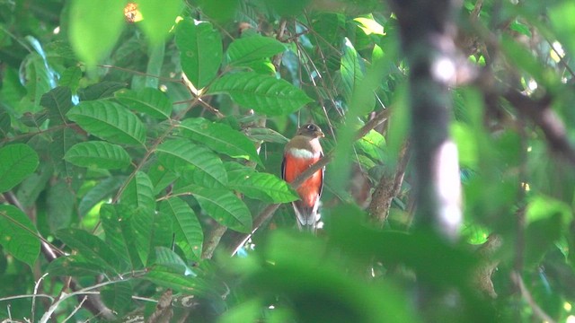 Collared Trogon (Collared) - ML647778404