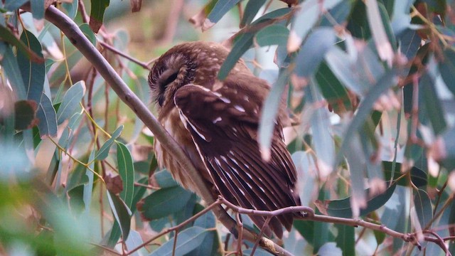 Northern Saw-whet Owl - ML647778409