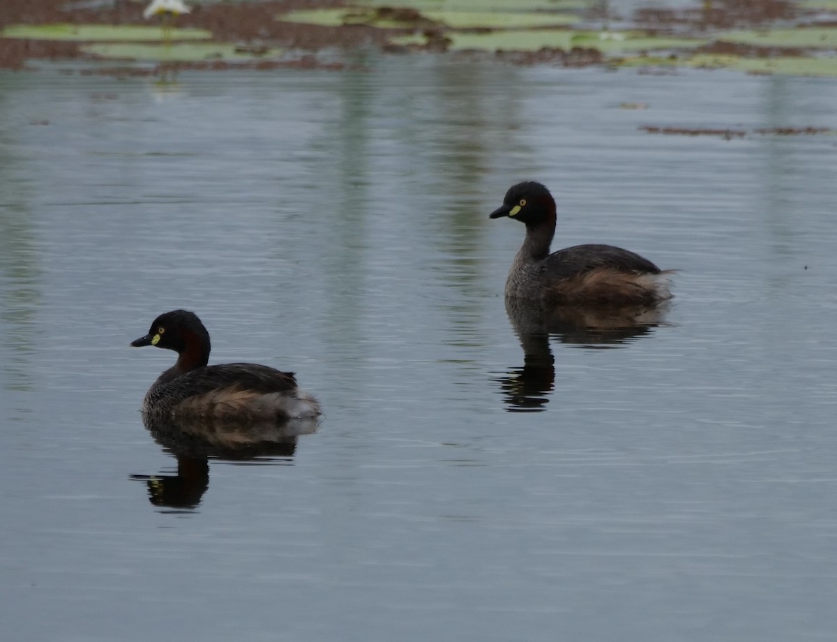 Australasian Grebe - ML647778414