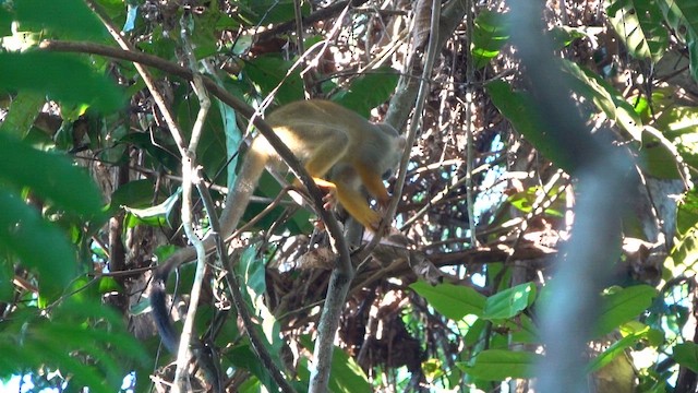 Common Squirrel Monkey - ML647778422