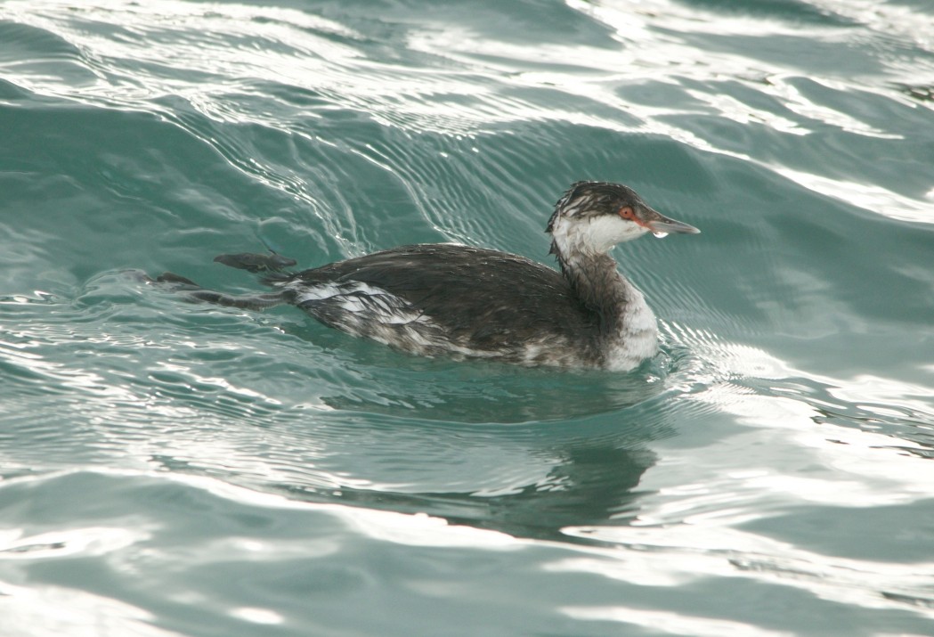 Красношейная поганка - ML647778431