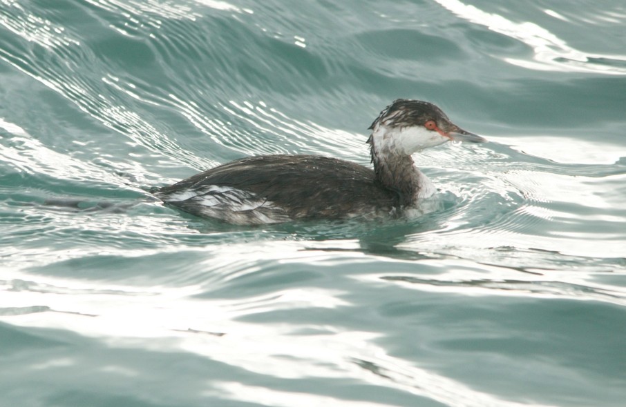 Красношейная поганка - ML647778432