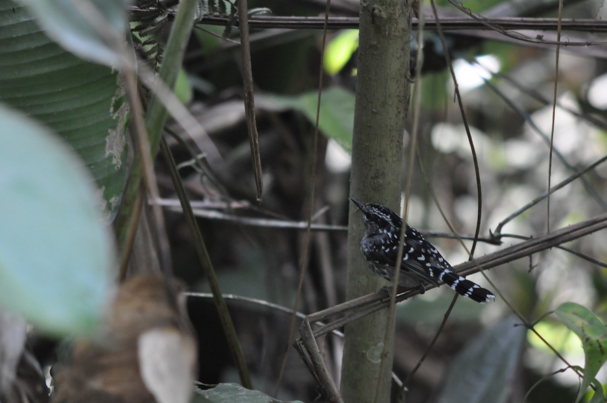 Scaled Antbird - ML647778452