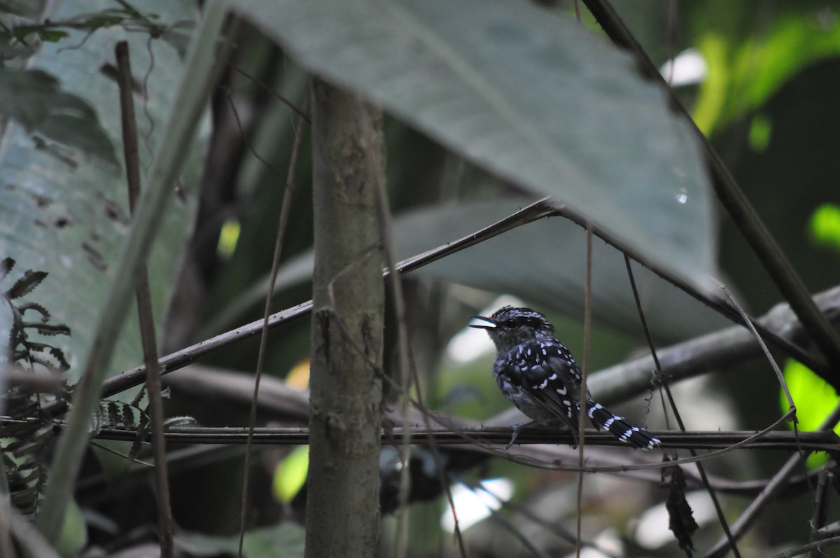 Scaled Antbird - ML647778453