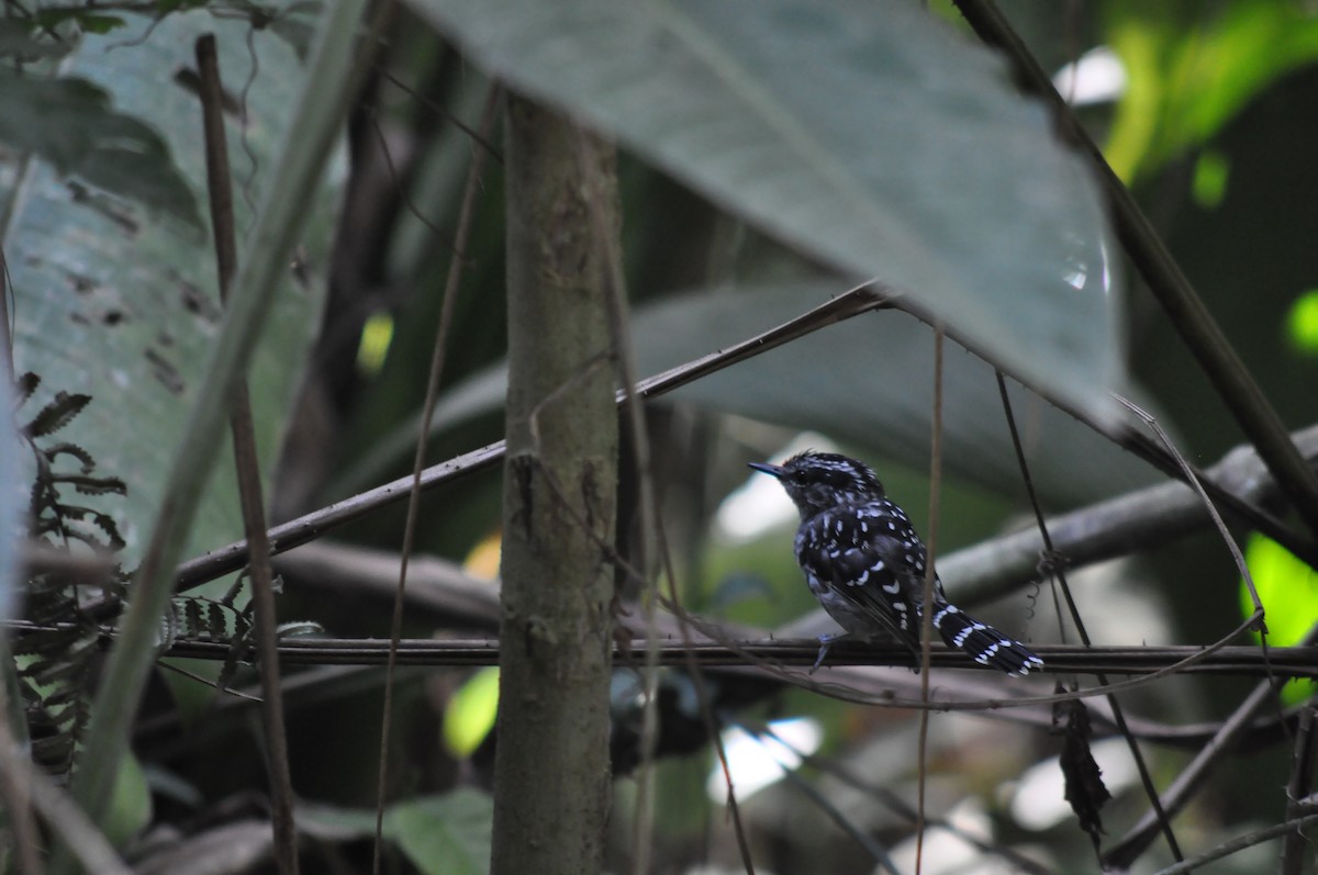 Scaled Antbird - ML647778454