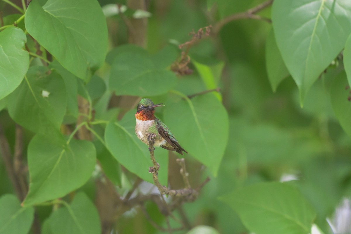 Ruby-throated Hummingbird - ML647778459