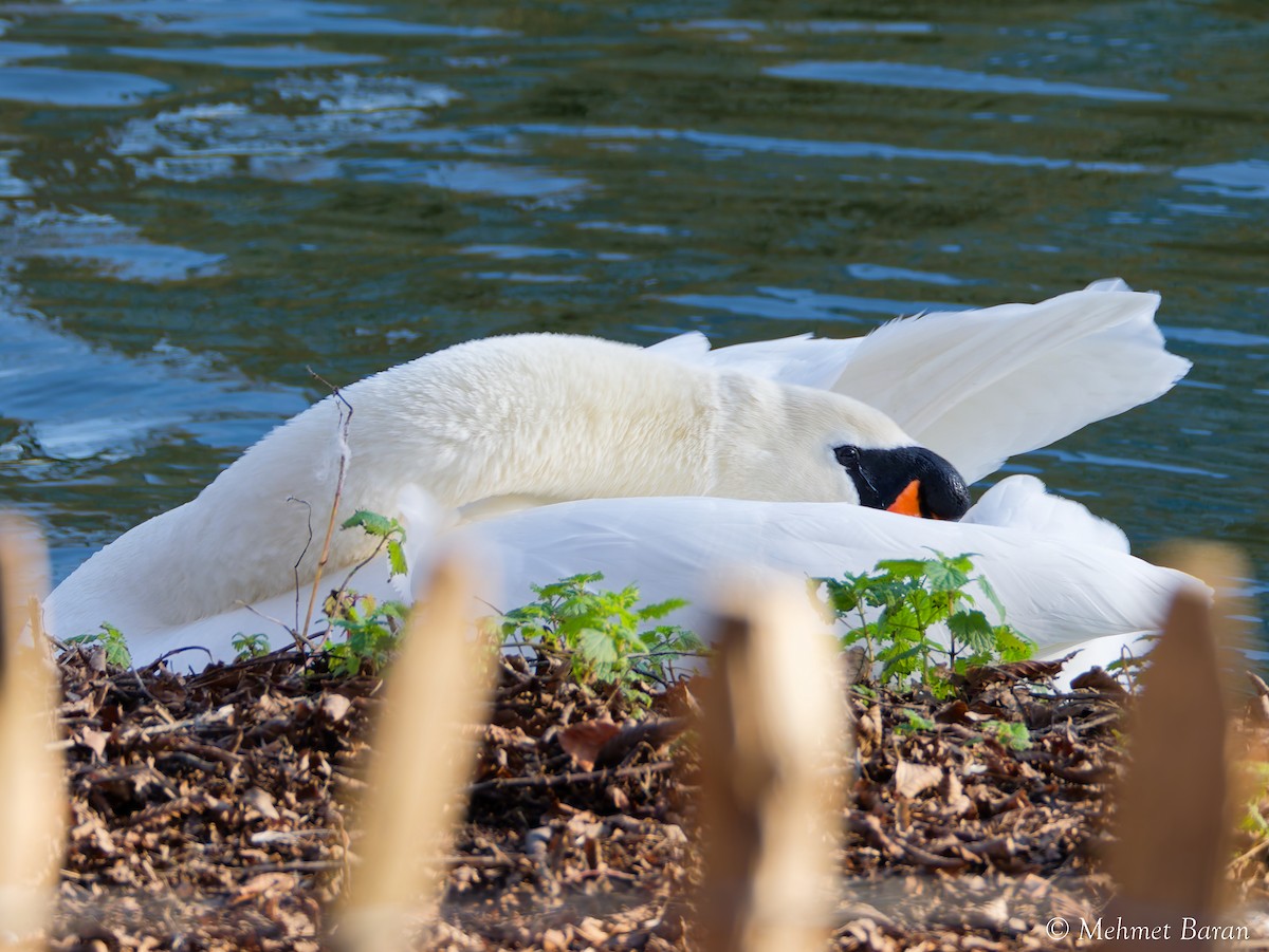 Cisne Vulgar - ML647778466