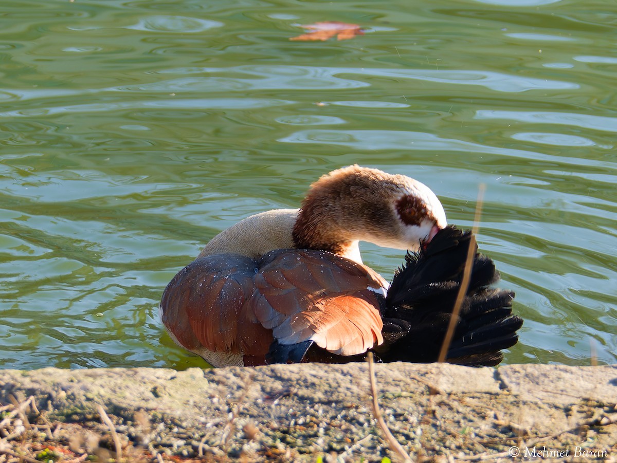 Ganso del Nilo - ML647778472