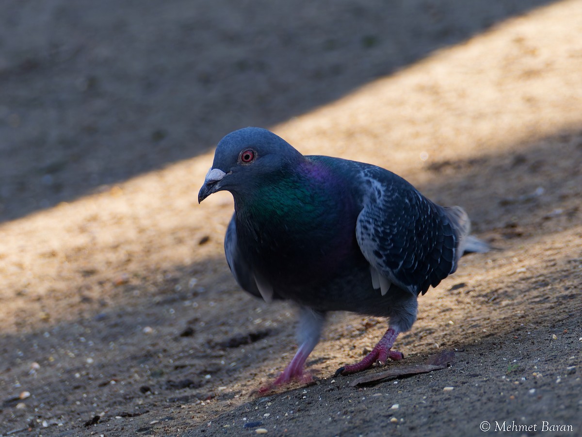 Paloma Bravía (variedad doméstica) - ML647778476
