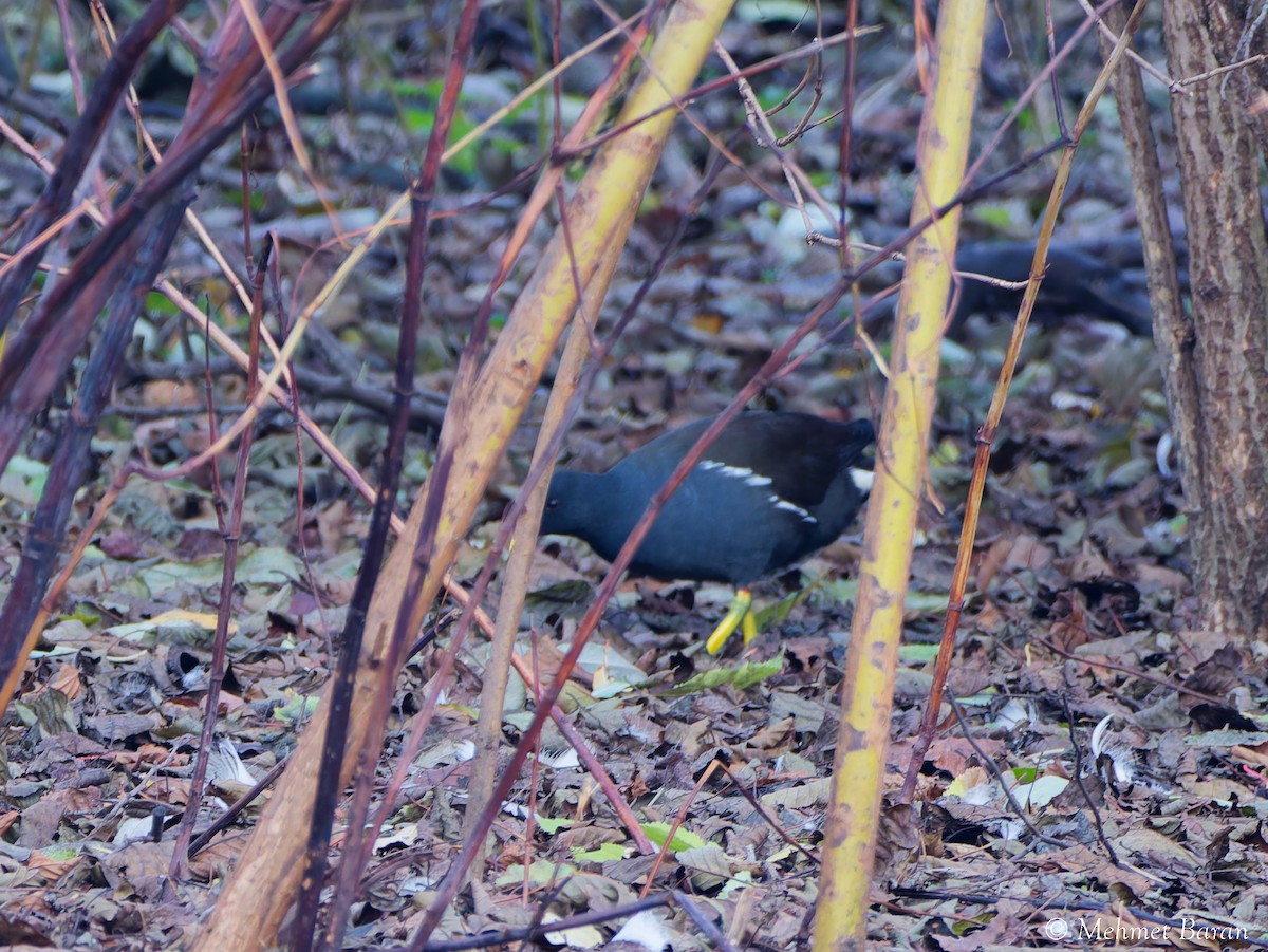 Gallineta Común - ML647778480