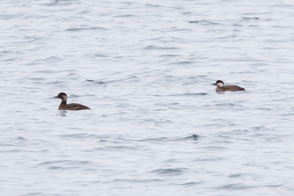 Common Scoter - ML647778481