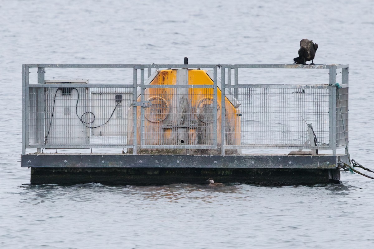 Common Scoter - ML647778483