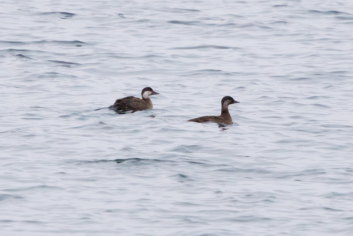 Common Scoter - ML647778484