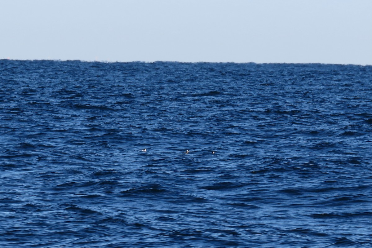 alkekonge - ML647778486