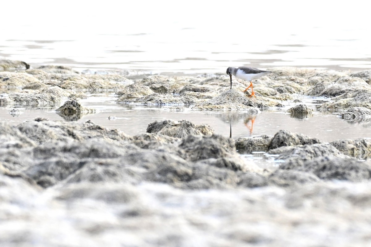 Terek Sandpiper - ML647778487