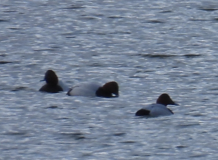 Common Pochard - ML647778488