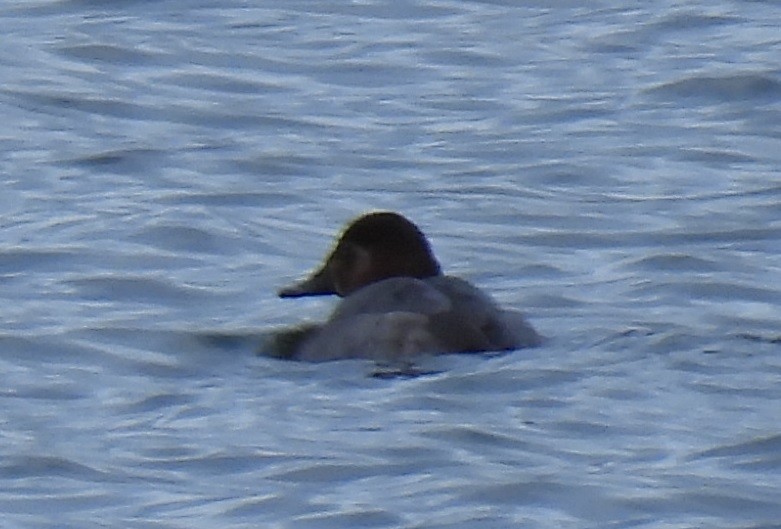 Common Pochard - ML647778490