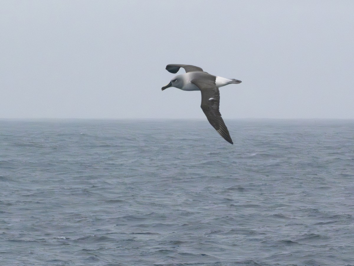 Boz Başlı Albatros - ML647778493