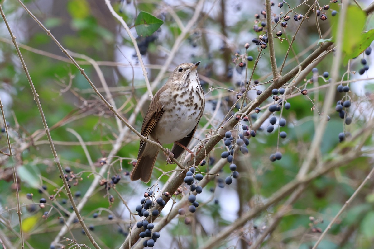 Zorzalito Colirrufo - ML647778498