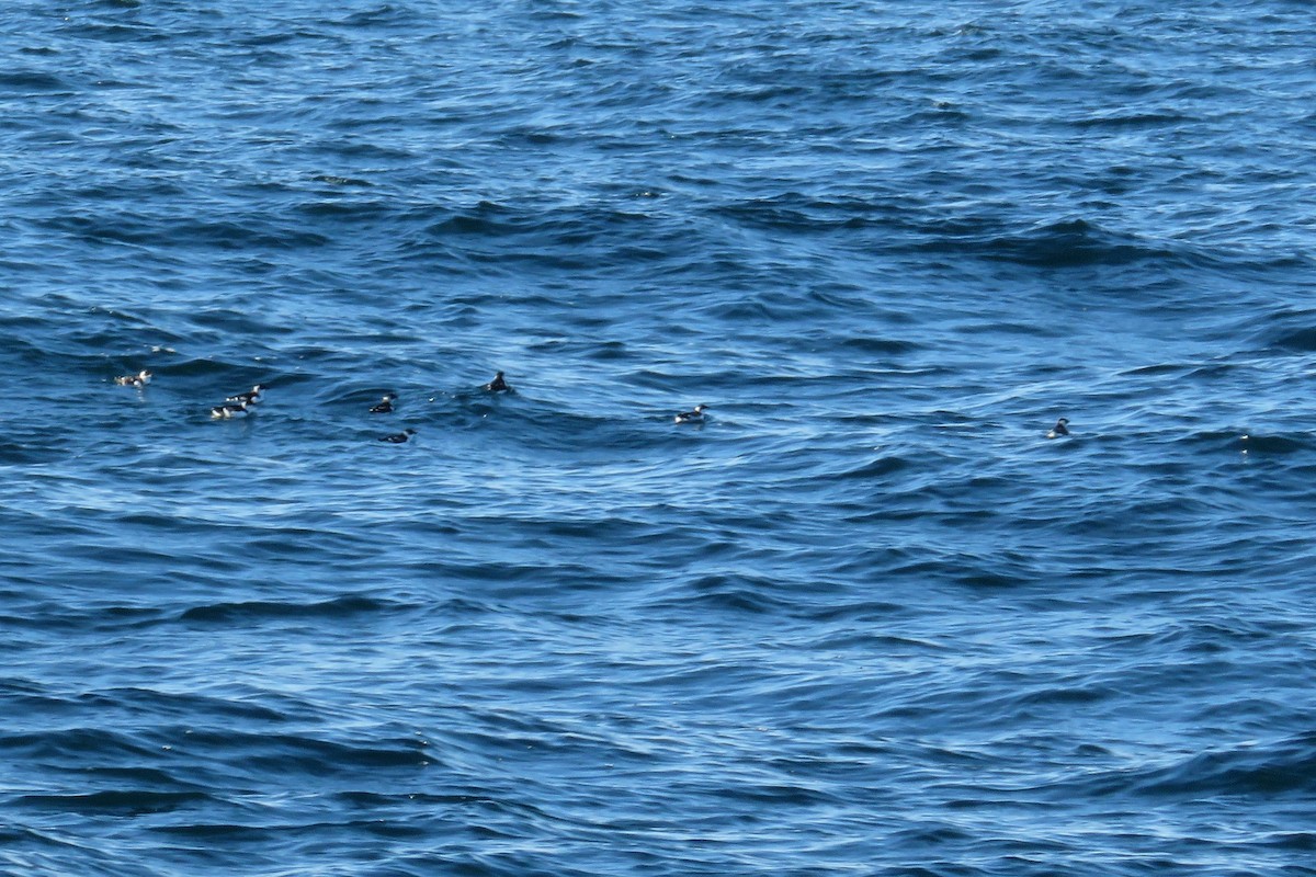 alkekonge - ML647778499