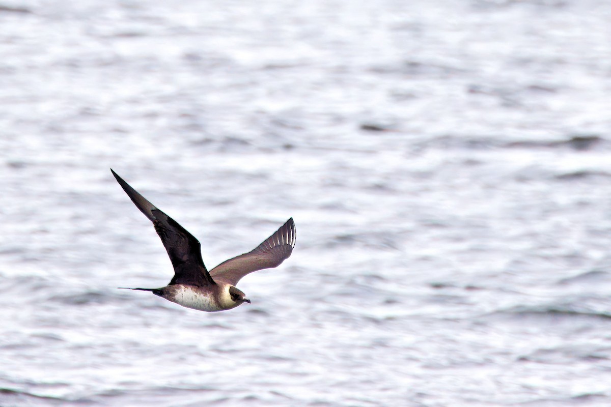 Págalo Parásito - ML647778501