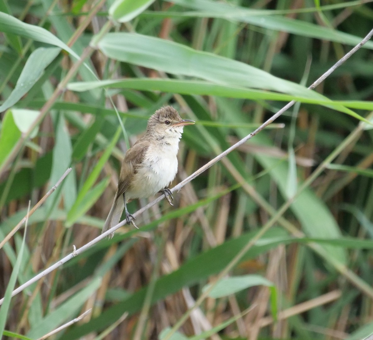 Carricero Australiano - ML647778504