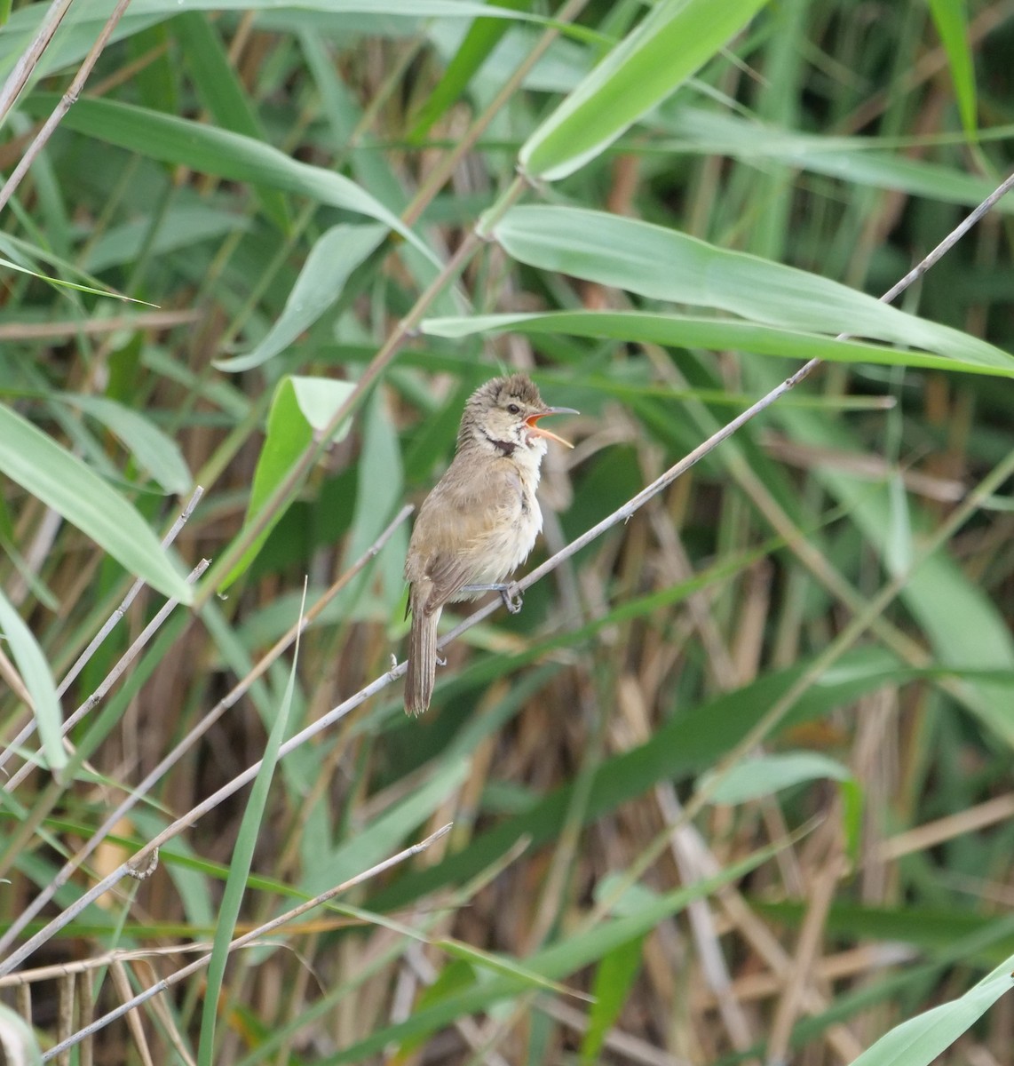 Carricero Australiano - ML647778505