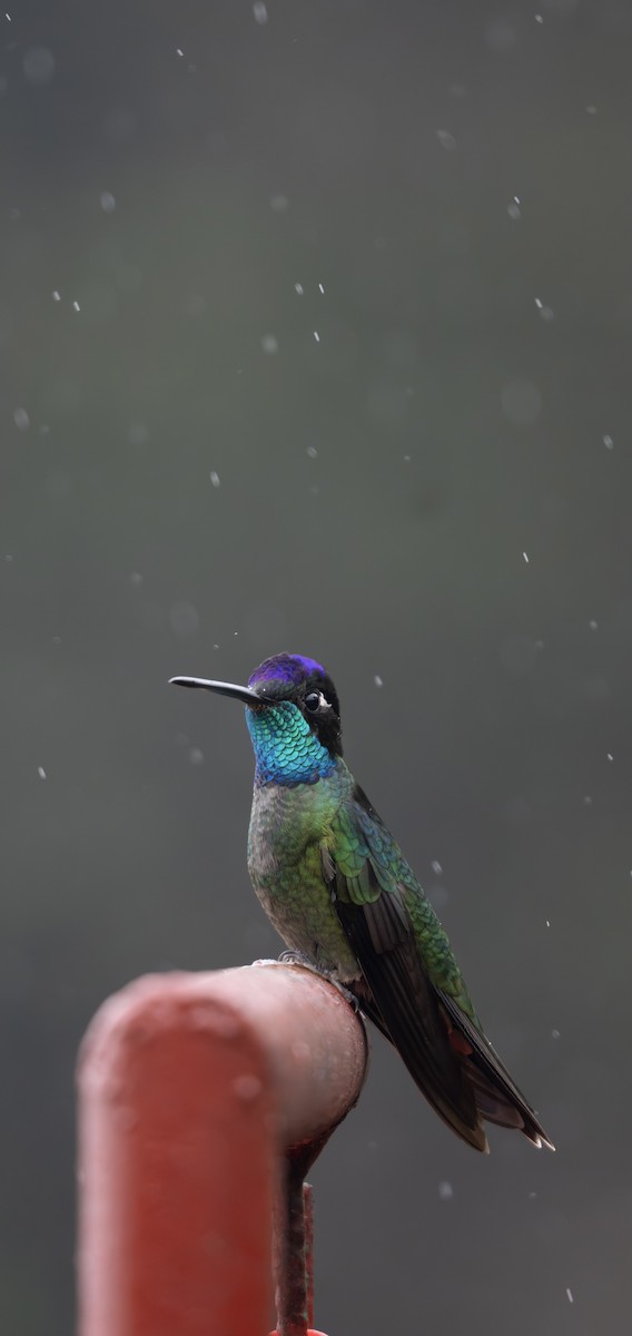 Colibrí de Talamanca - ML647778508