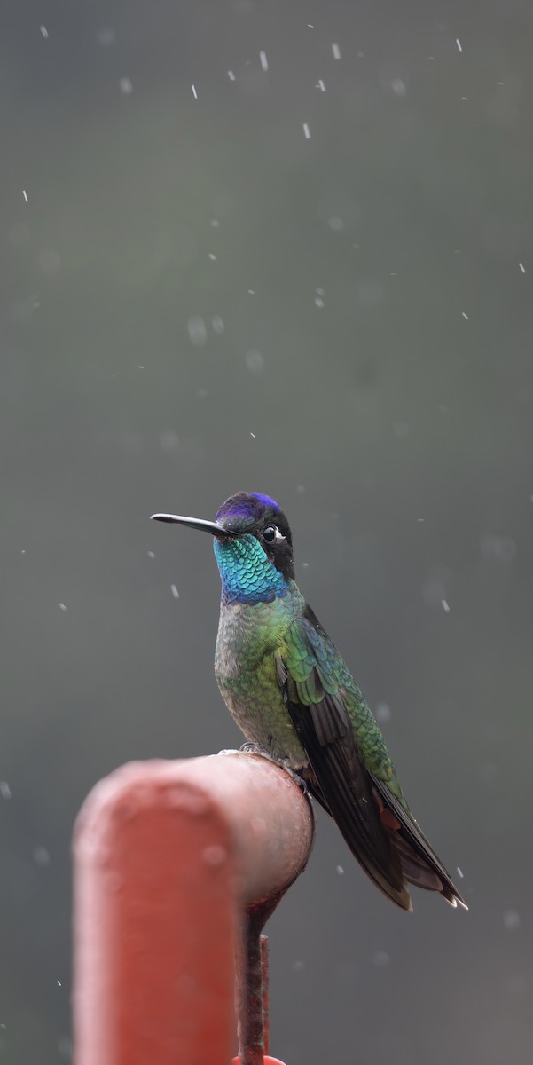 Colibrí de Talamanca - ML647778509
