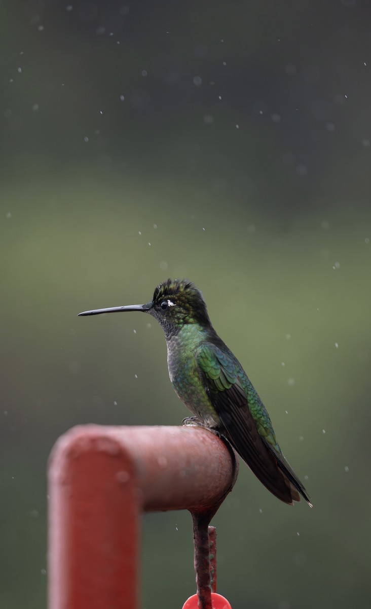 Colibrí de Talamanca - ML647778510