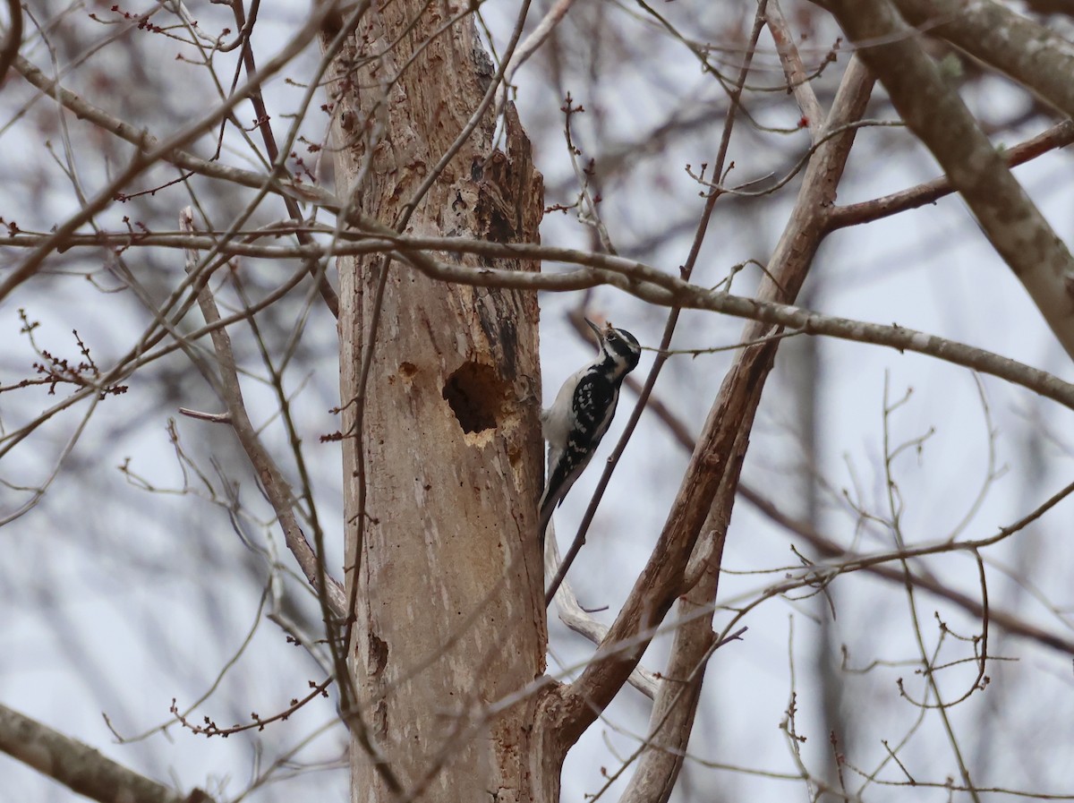 Pico Velloso - ML647778511