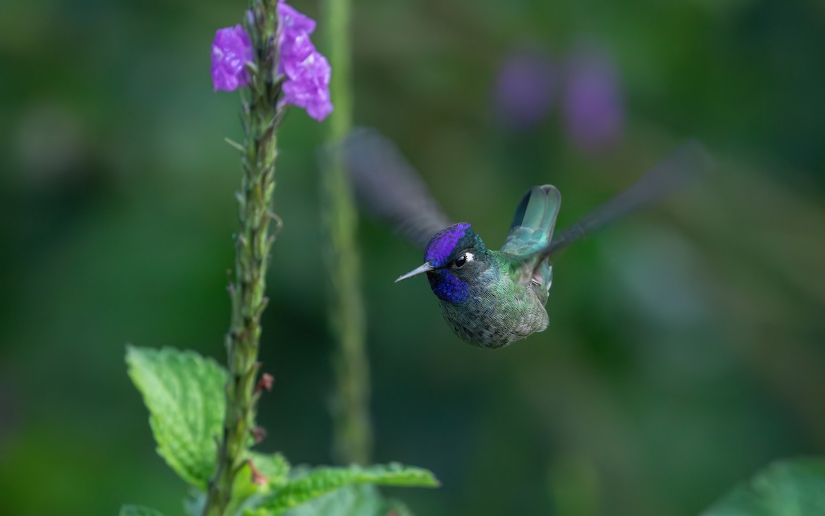 Colibrí Cabeciazul - ML647778512