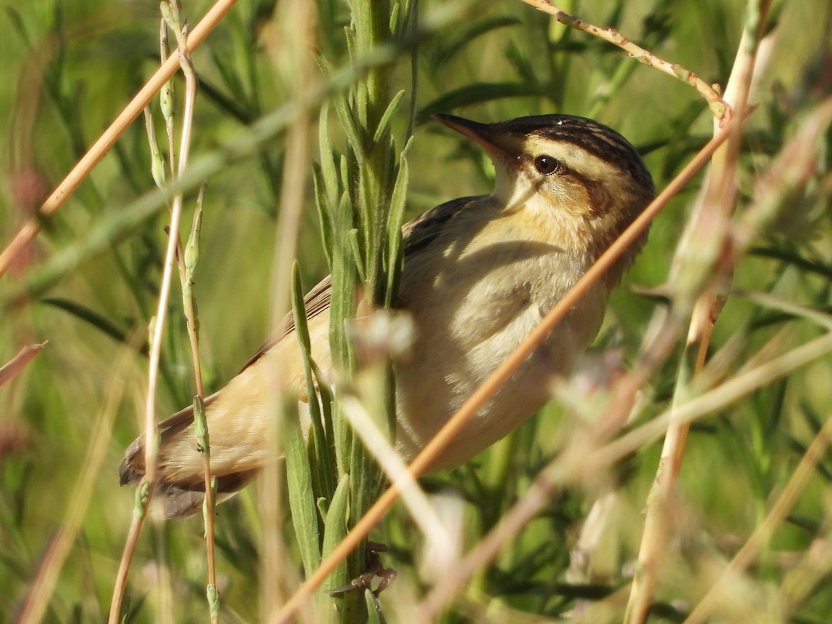 Carricerín Común - ML647778513