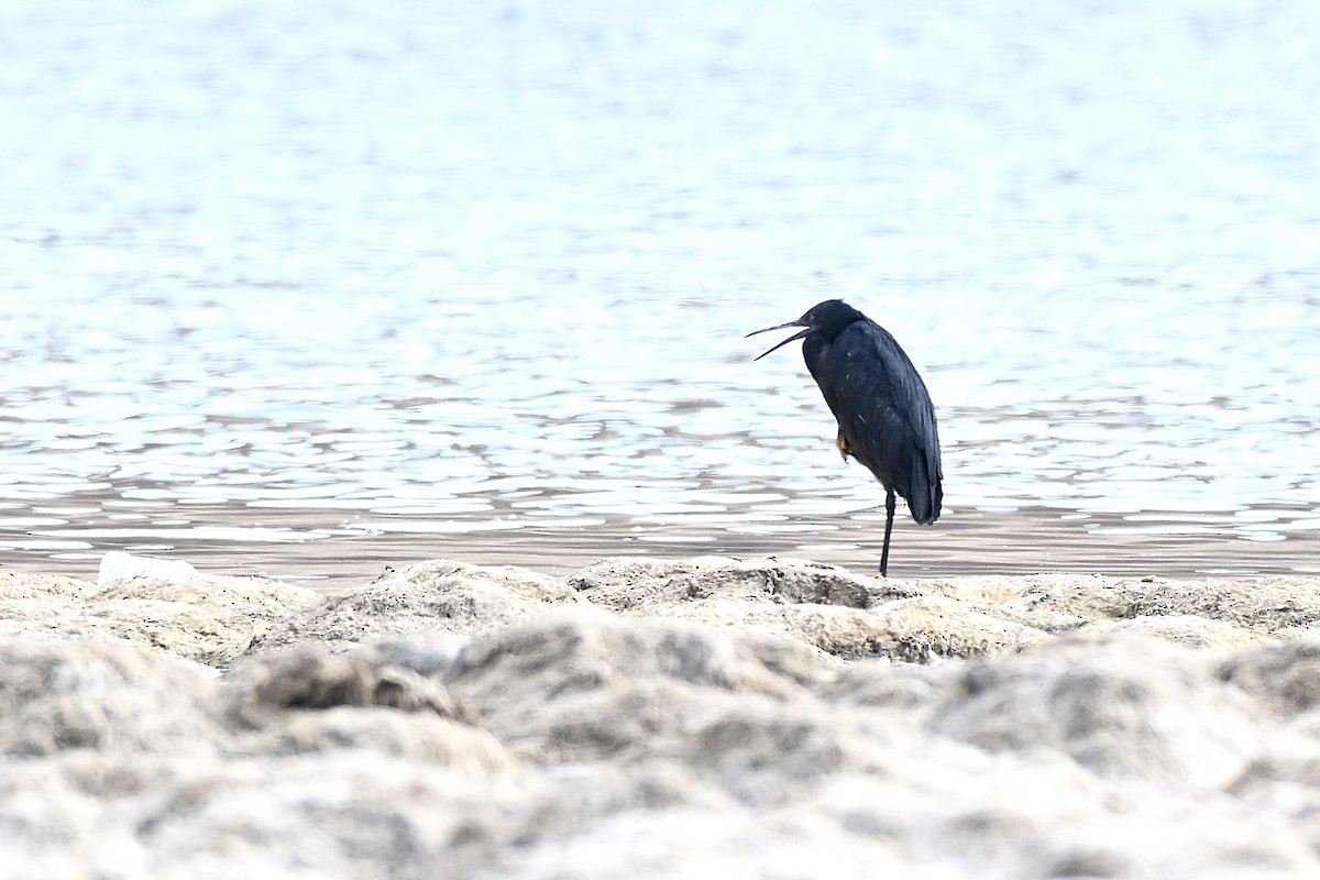 Garceta Azabache - ML647778515