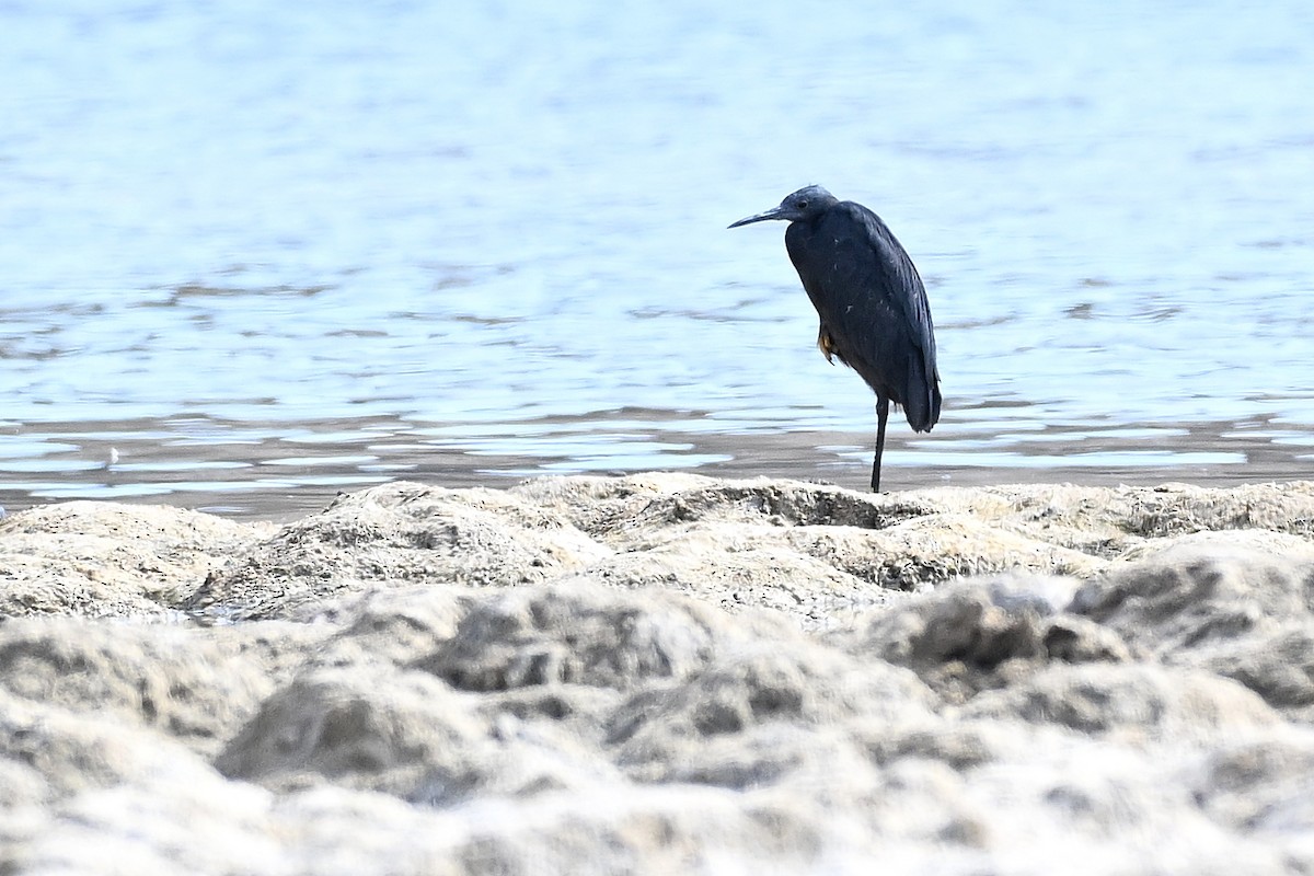 Garceta Azabache - ML647778516