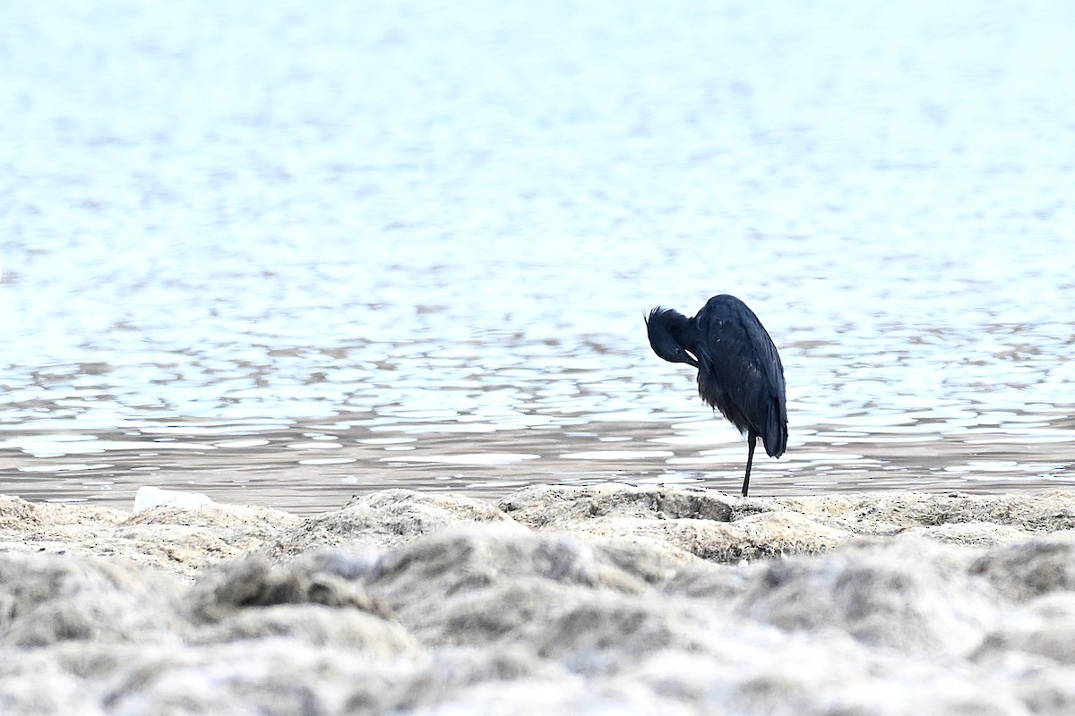 Garceta Azabache - ML647778517